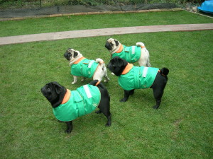 mops1
