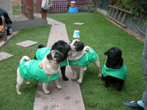 mops2