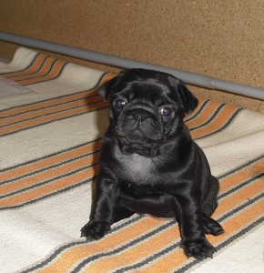 anka