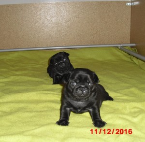 mimi-11-12