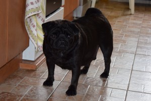 Peggy