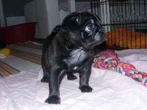 Cyprian