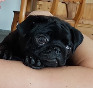 Amigo