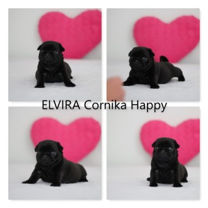 elvira