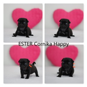 ester