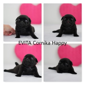 evca