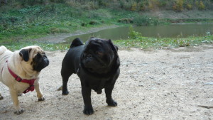 Jesie a Moby u vody